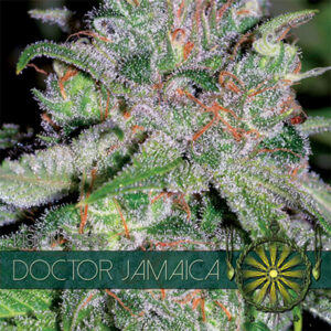 Doctor Jamaica 3+1 u. fem. Vision Seeds