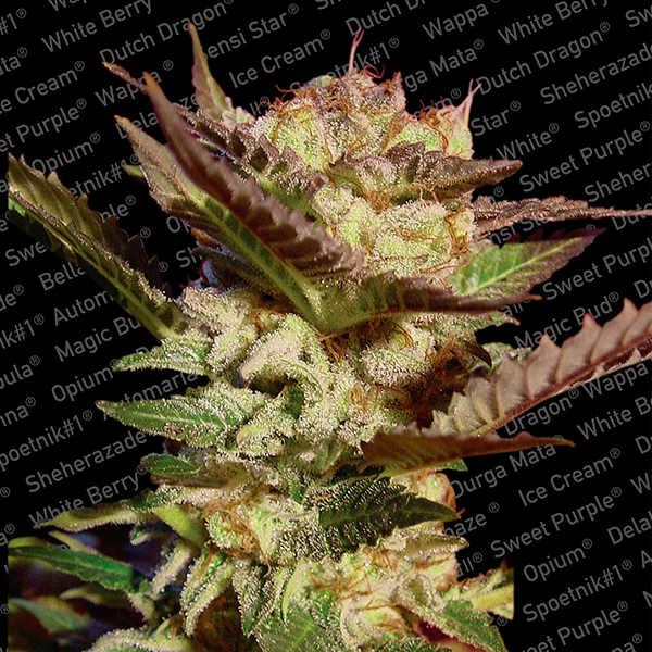 Durga Mata 3 u. fem. Paradise Seeds