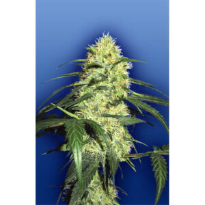 Dutch Delight 10 u. fem. Flying Dutchmen