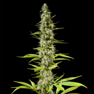 Early Maroc 5 u fem Philosopher