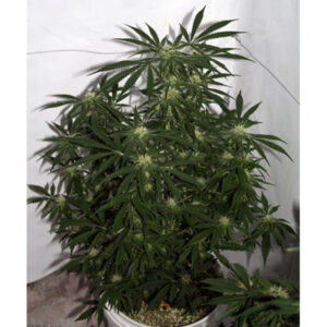 Early Skunk Haze (Early Pearl x Haze) 15 u. reg. Mr. Nice