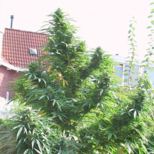 Easy Sativa 10 u. fem. Female Seeds