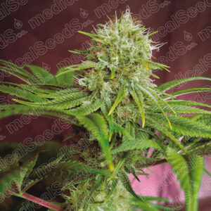 Elixir Vitae CBD  3 u. fem. Medical seeds