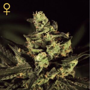 Exodus Cheese  1 u. fem. Green House