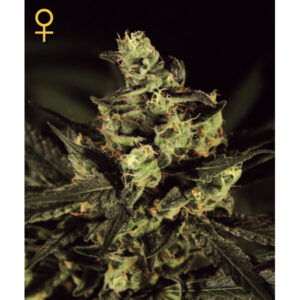 Exodus Cheese 10 u. fem. Green House