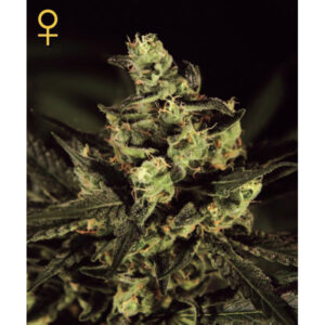 Exodus Cheese  3 u. fem. Green House