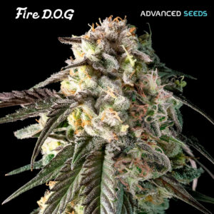 Fire DOG 100 u. fem. Advanced Seeds