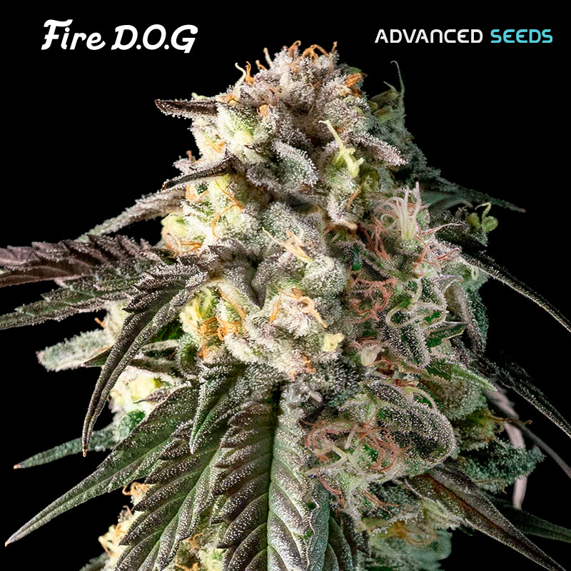 Fire DOG 5 + 2 u. fem. Advanced Seeds