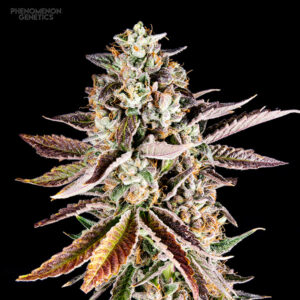 Forbidden Starz 5 u. fem Phenomenom Genetics