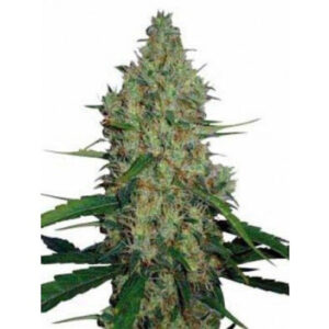 G13 x Haze 15 u. reg. Mr. Nice Ed. Limitada