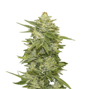 GG-48 -  5 u. fem. Nirvana