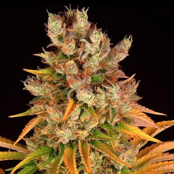 GMO 1 u. fem. Barney's