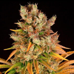 GMO  3 u. fem. Barney's