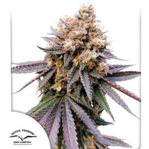 GMO Fast  3 u. fem. Dutch Passion