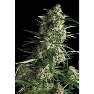 Galaxy  1 u. blister x 12 u. fem. Pyramid Seeds