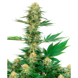 Gelato #420  1 u. fem. White Label