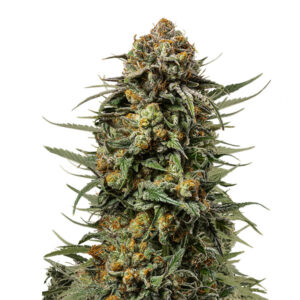 Gelato 44 -   3 u. fem. Royal Queen x Tyson 2.0