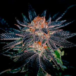 Gelato #47 - 1 u. fem. Positronics Seeds