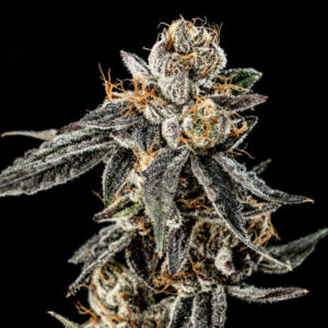 Gelato Punch 3 ud. fem Elev8 Seeds