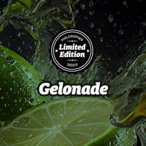 Gelonade  5 u fem Ed.Especial Philosopher