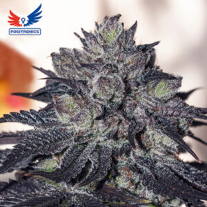 Gordo Master Kush 3 u. fem. Positronics Seeds