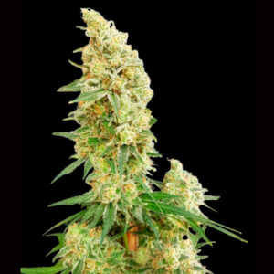 Gorilla Banana 10 u. fem. Expert Seeds