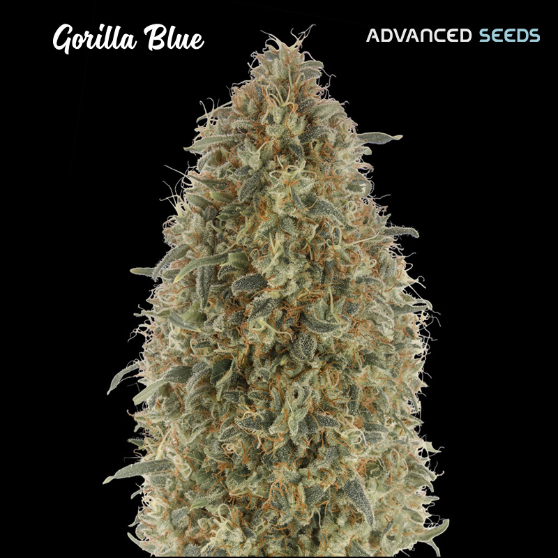 Gorilla Blue 25 u. fem. Advanced Seeds