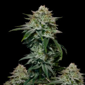Gorilla Cookies Fast Flowering 10 u. fem. FastBuds Seeds