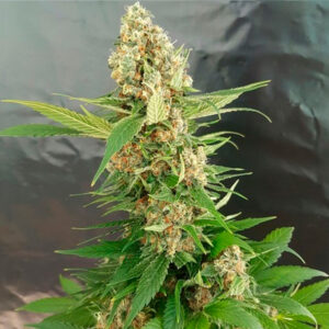 Gorilla Ice Cream  3 u. fem. Expert Seeds