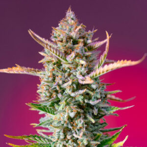 Gorilla Sherbet f1 Fast Version   3+1 u. fem. Sweet Seeds