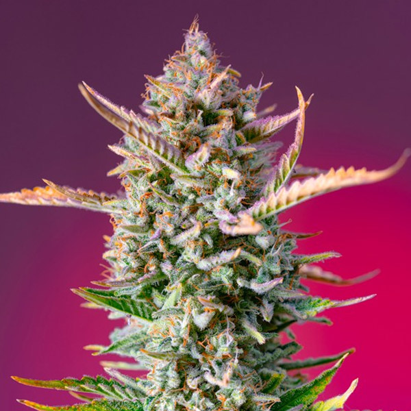 Gorilla Sherbet f1 Fast Version 3+1 u. fem. Sweet Seeds