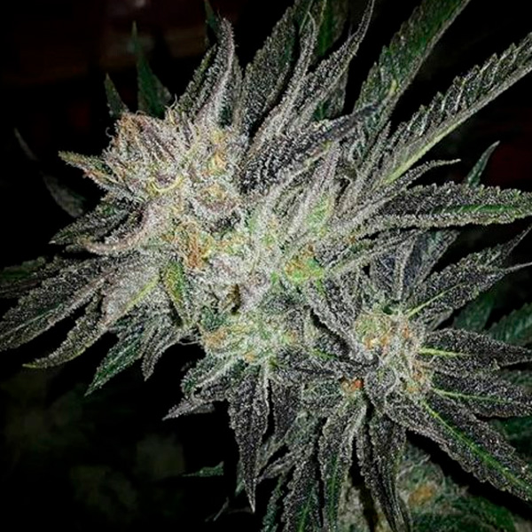 Gorilla White Widow 5 u. fem. Expert Seeds