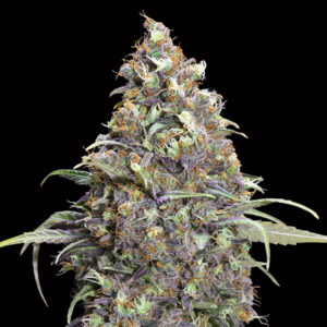 Grand Daddy Purple 100 u. fem. 00 Seeds