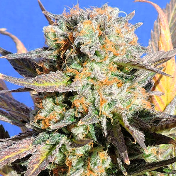 Grandaddy Black 1 u. fem. Original Sensible