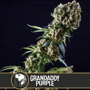 Grandaddy Purple 6 u. fem. Blimburn Seeds