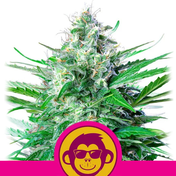 Grape Ape 5 u. fem. Royal Queen