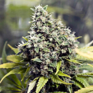 Grapefruit 10 u. fem. Female Seeds