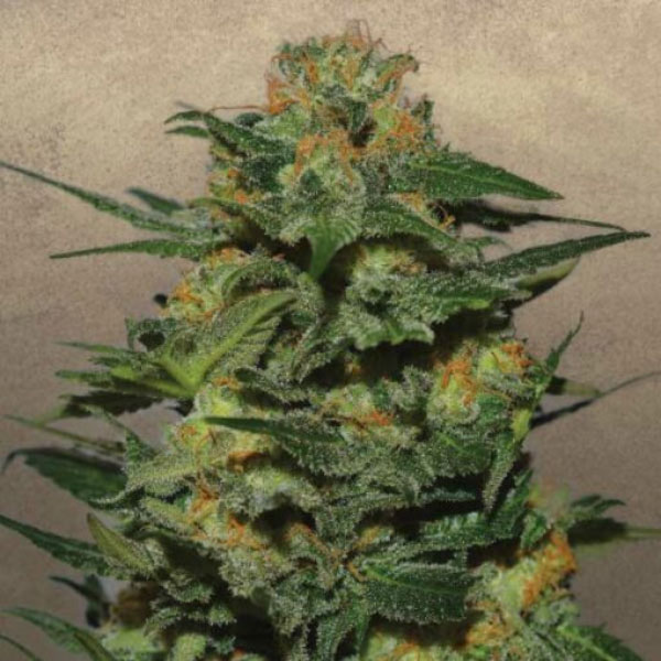 Green Crack 1 u. fem. Garden of Green Seeds