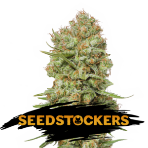 Green Crack fem.  5 u. Seedstockers