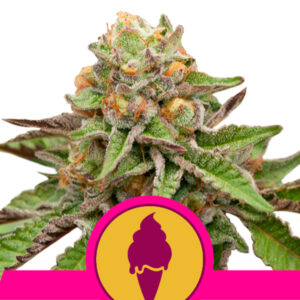 Green Gelato  3 u. fem. Royal Queen