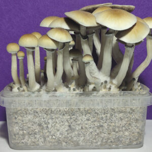 Grow Kit Blue Meannie