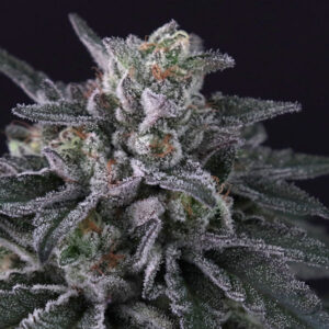 Gulupa 5 u. fem. Paradise Seeds