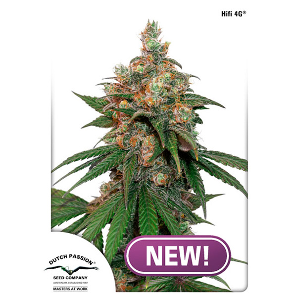 HIFI 4G 3 u. fem. Dutch Passion