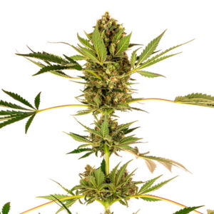 Himalayan CBD 5 u. fem. Sensi Seeds