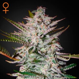 Holy Punch  1 u. fem. Green House