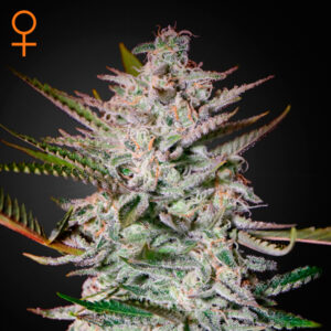 Holy Punch  5 u. fem. Green House