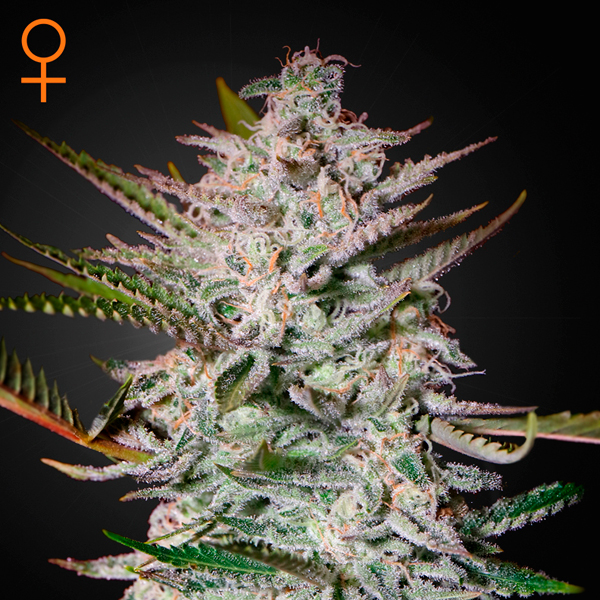 Holy Punch 5 u. fem. Green House