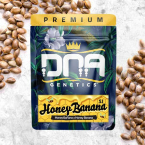 Honey Banana 10 u. fem. DNA Genetics