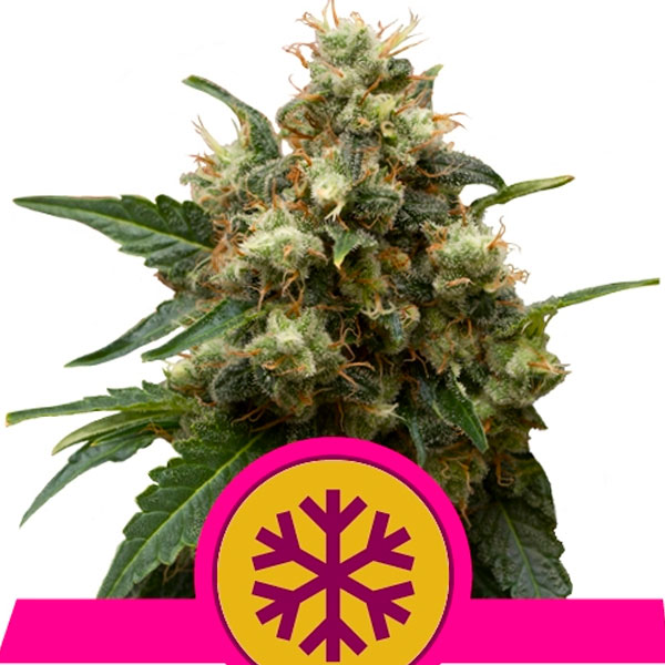 Ice 1 u. fem. Royal Queen