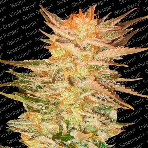 Ice Cream 5 u. fem. Paradise Seeds